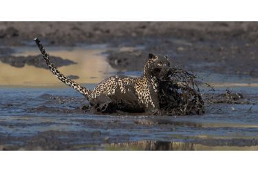 Le léopard pêcheur au Botswana