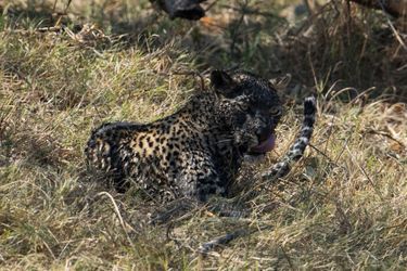 Le léopard pêcheur au Botswana