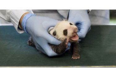 Le petit panda fait la fierté des vétérinaires du Chimelong Safari Park