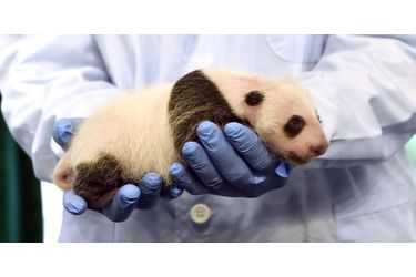 Le petit panda fait la fierté des vétérinaires du Chimelong Safari Park