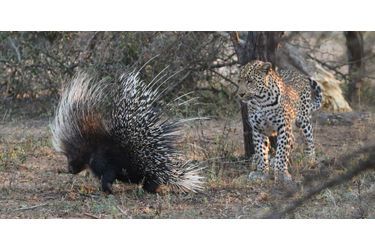 Le porc-épic et le léopard curieux, en Afrique du Sud