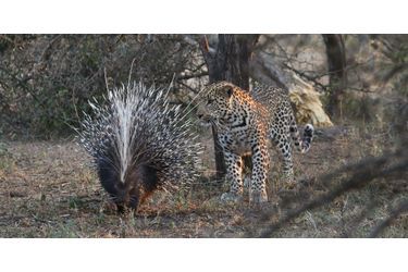 Le porc-épic et le léopard curieux, en Afrique du Sud