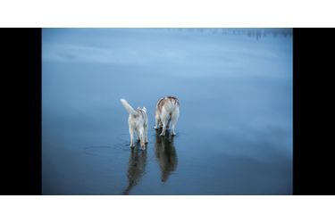 Les huskies qui semblent marcher sur l'eau