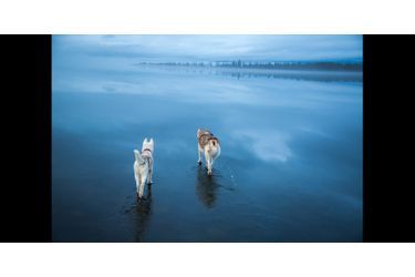 Les huskies qui semblent marcher sur l'eau