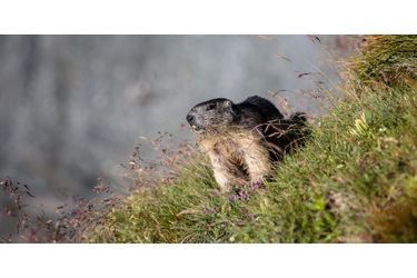Les marmottes posent devant le Grossglockner