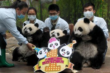 Les triplés pandas du Chimelong Safari Park ont fêté leur premier anniversaire le 29 juillet