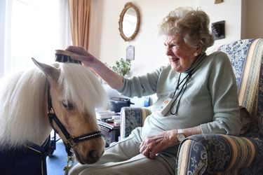 Mr Cheddar, le cheval miniature qui remonte le moral des retraités