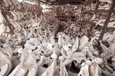 Pièce où sont entreposés les restes des animaux tués dans le parc de Tsavo, au Kenya