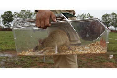 Quand les rats aident à retrouver les mines antipersonnel au Cambodge