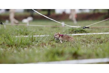 Quand les rats aident à retrouver les mines antipersonnel au Cambodge