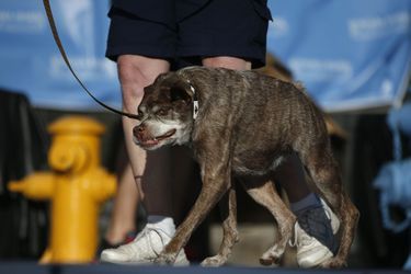 Quasi Modo a été élu "chien le plus laid du monde"