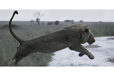 Saut d'un lion dans le parc du Serengeti, en Tanzanie
