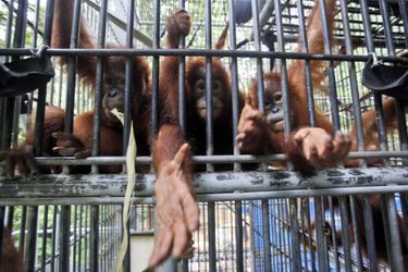 Sauvés, les orangs-outans retrouvent la liberté