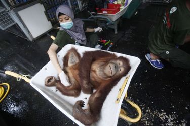 Sauvés, les orangs-outans retrouvent la liberté