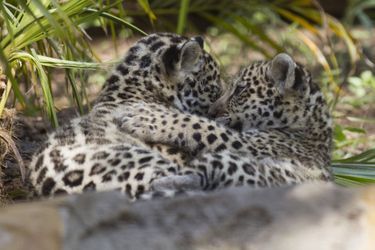 Tendres instants pour les petits jaguars du zoo de Quito, en Equateur