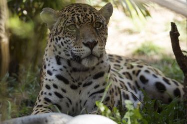 Tendres instants pour les petits jaguars du zoo de Quito, en Equateur