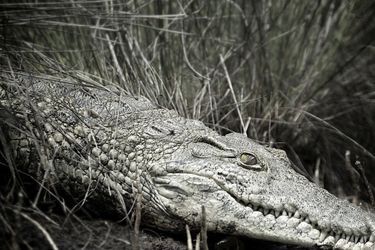Un crocodile du Nil au sein du parc de Saadani, en Tanzanie