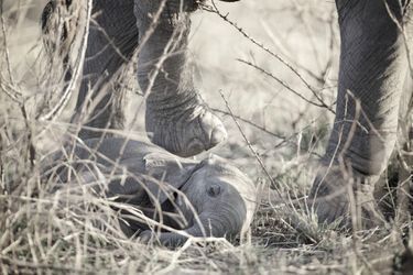 Un éléphanteau couché au sol dans le parc de Mikumi, en Tanzanie