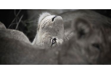 Un lion rêve éveillé dans le parc du Ruaha, en Tanzanie
