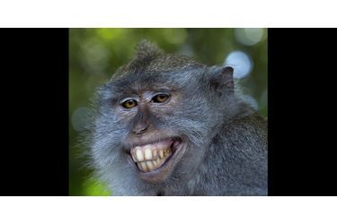 Un singe tout sourire sur l’île indonésienne de Lombok