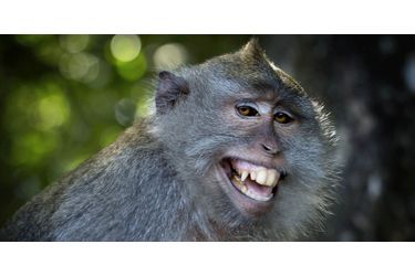 Un singe tout sourire sur l’île indonésienne de Lombok