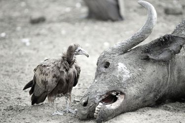 Un vautour rôde autour des restes d'un buffle, dans le parc de Mikumi, en Tanzanie