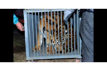 Une tigresse et son petit ont été sauvés d&#039;un appartement en Chine