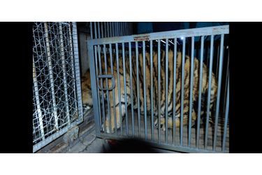 Une tigresse et son petit ont été sauvés d&#039;un appartement en Chine