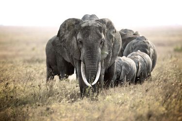 Une troupe d'éléphants dans le parc du Serengeti, en Tanzanie