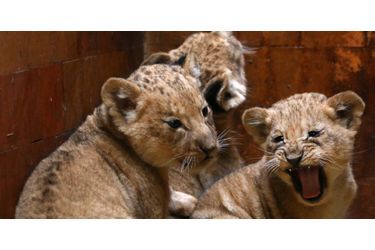 Première séance photo pour les lionceaux - Ils ont 40 jours