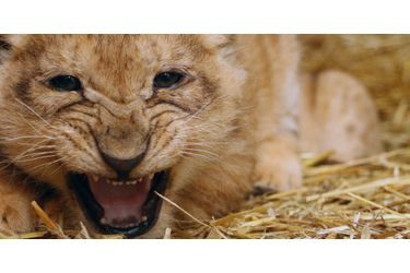 Première séance photo pour les lionceaux - Ils ont 40 jours