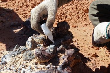 Un chercheur prélève des échantillons dans le cimetière de dinosaures 
