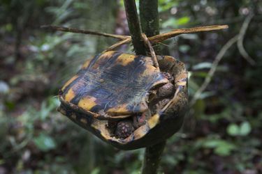 La Jabuti, sorte de tortue de terre, est considérée comme un gibier facile. Lorsque les chasseurs croisent le chemin de l&#039;animal, ils l&#039;attachent avec de l&#039;écorce ou de la vigne à un arbre dans le but de le récupérer sur le chemin du retour.