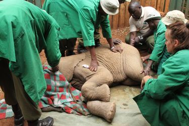 Sokotei, l'éléphanteau orphelin sauvé de la nuit - En images