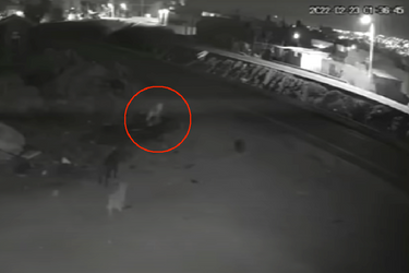 Cerclé de rouge, les &quot;entités&quot; filmées par une caméra de surveillance au Mexique intriguent trois chiens errants. 