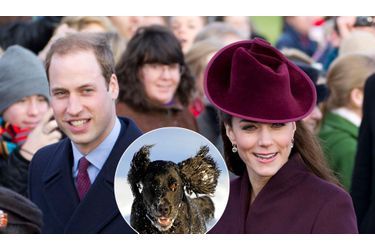 <br />
William et Kate à Sandringham, le 25 décembre. Au milieu un cocker noir, sembable au nouveau chien du couple princier.