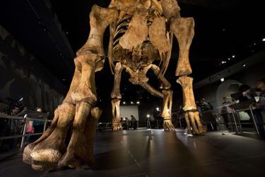 Le titanosaure de 37 mètres de long exposé au muséum d'histoire naturelle à New York. 