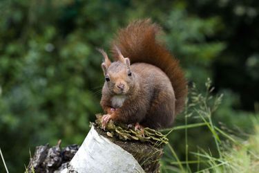 Un écureuil sur une branche en Normandie