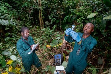 Dans la région de Lobéké, dans un nid de gorilles. Innocent, chef de mission pour l'unité de virologie VIH du Cremer de Yaoundé, collecte des échantillons d'excréments de primate. Avec Joseph, technicien de terrain. 
