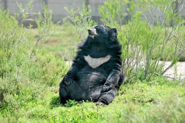Un ours à collier, portrait craché de la fugitive. 