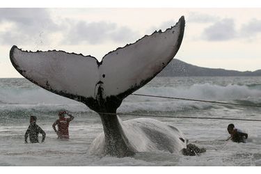 Seize baleines échouées sur les côtes écossaises