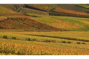 <br />
Vignes de champagne en automne aux environs de Champillon.