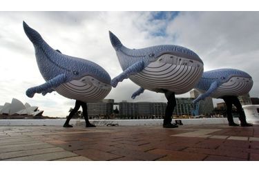 Pierce Brosnan, protecteur des baleines