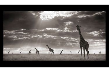 <br />
Twiga. Girafes dans la lumière du soir, Masai Mara, 2006.