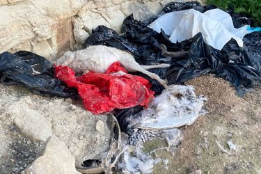 La décharge d&#039;animaux morts, à Chypre.