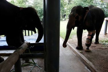 Mosha, l'éléphant blessé par une mine, a reçu sa nouvelle prothèse