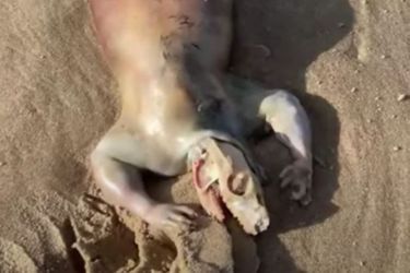 La mystérieuse créature échouée sur une plage australienne.