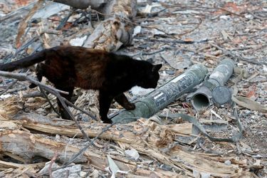 Un chat marche dans les ruines de Marioupol.