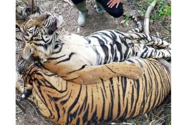 Les tigres ont été pris au piège dans la province d&#039;Aceh, au nord de l&#039;île de Sumatra, en Indonésie.