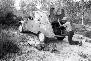 Pour le 45e salon en octobre 1958, Jean d’Orgeix, cinquième marquis d’Orgeix, à la fois acteur, cavalier et aviateur, se prépare à essayer la 2CV Sahara 4x4 Citroën avec sa panthère Zouma.
